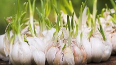 Vì sao nói tỏi mọc mầm chữa bệnh ung thư tốt nhất quả đất?