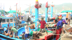 Mùa cá về, ngư dân trúng hàng trăm triệu mỗi đêm