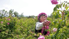 Thung lũng hoa hồng thơ mộng giữa núi đồi Bulgaria