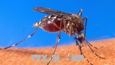 Muỗi là vật trung gian truyền virus Tây sông Nile sang người. Ảnh: AFP/TTXVN