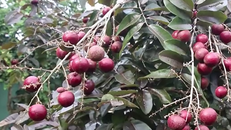 'Lộc trời' chỉ có ở Việt Nam: Vạn người mê, nước ngoài... xếp hàng xin mua