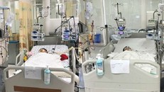 5 bà cháu thương vong vì bị ong vò vẽ đốt