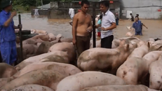 Hơn 100 người vật lộn cứu đàn lợn chạy lũ