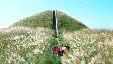 'Thiên đường bông lau' ở Bắc Xa