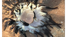 Sinh vật 'không ai biết là gì' dạt vào bờ biển Úc