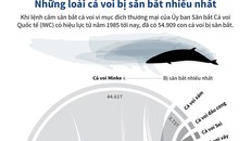 Những loài cá voi bị săn bắt nhiều nhất thế giới
