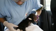 Hải Phòng: Tịch thu hai cá thể gấu ngựa con bất hợp pháp