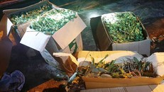 Xe khách chở 64 kg quả thuốc phiện để ngâm rượu...Tết