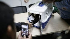 Hình ảnh gấu ngựa con ngày đầu tiên tại Cơ sở bảo tồn gấu Ninh Bình