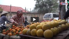 Sự thật về việc bưởi Diễn mất giá, chỉ còn 25.000 - 30.000/quả