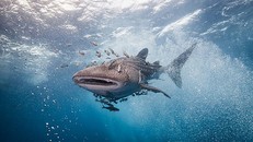 Khả năng 'nhịn đói' kì lạ của cá mập voi