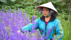 Rực rỡ làng hoa lớn nhất Nam Định vụ Tết