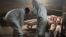 Dịch tả lợn châu Phi là gì và dịch nguy hiểm như thế nào?