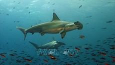 Ecuador phát hiện 'vườn trẻ giữa đại dương' của cá nhám búa