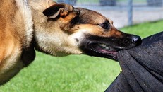 Bé trai 12 tuổi bị chó nhà hàng xóm cắn nguy kịch