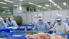 Chế biến cá tra xuất khẩu. (Ảnh: Thanh Sang/TTXVN)