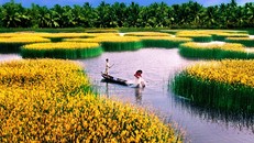 Đồng bằng châu thổ nào có diện tích lớn nhất nước ta?