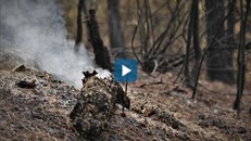 Cảnh hoang tàn ở rừng phòng hộ bị lửa thiêu 3 ngày nhìn từ trên cao