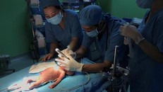 Phẫu thuật tim hở cho bệnh nhi sinh non chỉ nặng 1,6kg