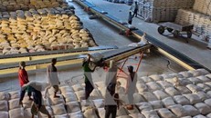 Nhiều cơ hội xuất khẩu gạo vào thị trường Mexico. Ảnh minh hoạ: TTXVN