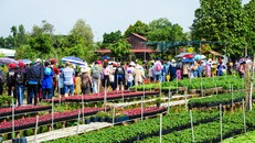 Sa Đéc, từ thủ phủ hoa đến trung tâm đô thị, du lịch trọng điểm của miền Tây