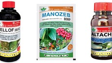 Không còn lo ngại bệnh nấm bồ hóng gây hại trên cây sầu riêng