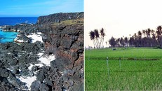 Lý Sơn được mệnh danh là ‘vương quốc’ của loại cây nào?