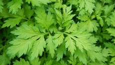 Ai không nên ăn rau ngải cứu?