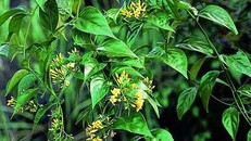 Ăn nhầm lá ngón, 3 người tử vong, 2 người ngộ độc