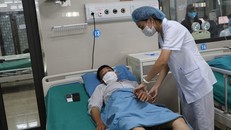 Nguy kịch vì bị kiến đốt