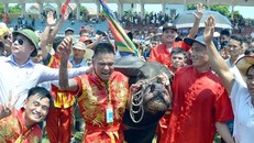 TP. Hải Phòng quyết định tạm dừng Lễ hội chọi trâu 2020 do dịch Covid-19 diễn biến phức tạp - Ảnh: Báo Văn hóa