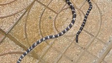 Nhiều rắn cạp nia, hổ mang bò vào nhà sau lũ. Ảnh: VietNamNet