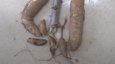 Bé 3 tuổi tử vong sau khi ăn củ sắn cao sản