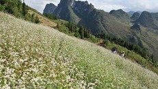 Vẻ đẹp quyến rũ của hoa tam giác mạch trên những triền núi tạo nên cảnh nên thơ nơi núi non hùng vĩ của cao nguyên đá Đồng Văn, tỉnh Hà Giang. Ảnh: Minh Quyết/TTXVN