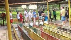 Khách du lịch Nga hào hứng xem tiết mục "đua Heo" trong hành trình trải nghiệm một ngày tại Khánh Vĩnh.