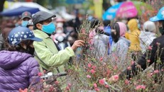 Người dân chọn mua hoa đào về chơi Tết. (Ảnh: Thanh Tùng/TTXVN)