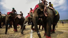 Lễ hội voi Tây Nguyên. Ảnh tư liệu: Trọng Đạt/TTXVN