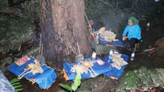 Lễ vật cúng rừng của người Giáy gồm một con lợn từ 20 - 30kg và 3 - 5 con gà.