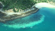 Rạn san hô Great Barrier ở Australia bị tẩy trắng nghiêm trọng. Ảnh minh họa: AFP/TTXVN