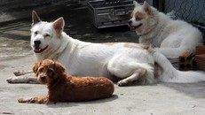 Hà Nội ghi nhận thêm một người đàn ông tử vong vì bệnh dại