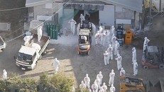 Nhân viên kiểm dịch tiêu hủy gia cầm sau khi phát hiện ổ dịch tại một trang trại ở Hiroshima, Nhật Bản. (Ảnh: Kyodo/TTXVN)