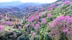 Hoa Tớ Dày là thứ "đặc sản" riêng của núi rừng Tây Bắc và Mù Cang Chải thu hút du khách và làm say đắm lòng người mỗi dịp Tết đến, xuân về. Ảnh tư liệu: Tuấn Anh/TTXVN