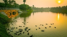 Khu đô thị cách hồ Hoàn Kiếm 14 Km có thiên nga, vịt trời đi lại tự do trên đường