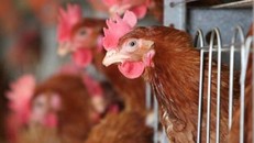 Ảnh minh họa. (Nguồn: un.org)