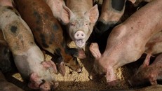 Ảnh minh họa: AP