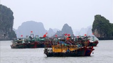 Các tàu đánh cá neo đậu tránh trú bão (Quảng Ninh). Ảnh: Văn Đức/TTXVN