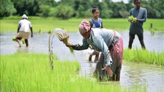 Nông dân trồng lúa trên cánh đồng tại Nagaon, bang Assam, Ấn Độ, ngày 27/7/2023. Ảnh: THX/TTXVN