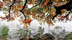 Vẻ đẹp mùa thay lá trên hồ Gươm. Ảnh: Thành Đạt/TTXVN