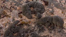 Các nhà khoa học phát hiện rêu sa mạc có thể sống sót trên sao Hỏa