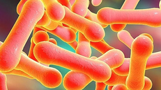 Bộ Y tế yêu cầu khẩn trương giám sát, phát hiện sớm, xử lý triệt để ổ bệnh bạch hầu